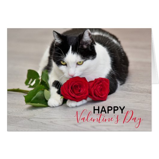 Chat mignon avec le rose rouge (Devant horizontal)