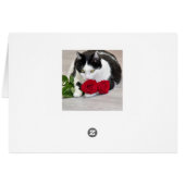 Chat mignon avec le rose rouge (Dos Horizontal)