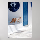 Chat Mykonos - Poster (Devant)