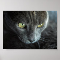 CHAT NOIR AUX YEUX VERTS POSTER PHOTOGRAPHIQUE
