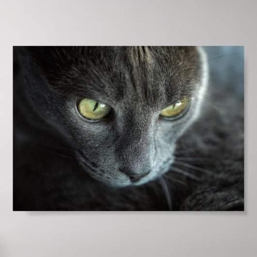 CHAT NOIR AUX YEUX VERTS POSTER PHOTOGRAPHIQUE (Devant)