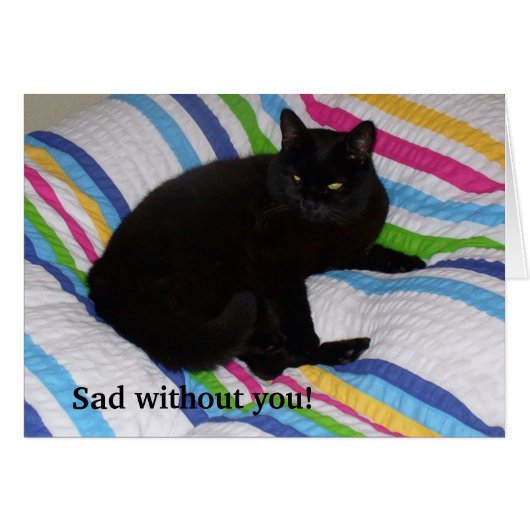 Chat noir dans le lit (Devant horizontal)