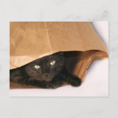 Chat noir dans un sac carte postale (Devant)