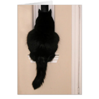 Chat noir dans une fenêtre mince