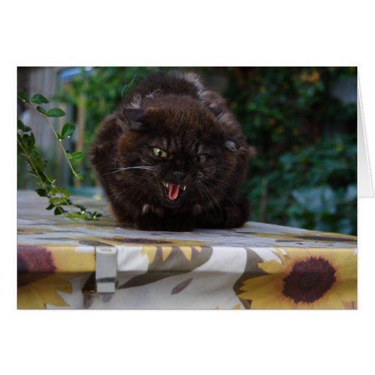 Chat noir en colère (Devant Horizontal)