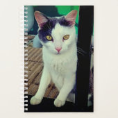 Chat noir et blanc (Devant)