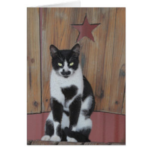 Chat noir et blanc de l'étoile - sur la chaise en