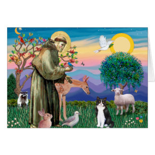 Chat noir et blanc - Saint François