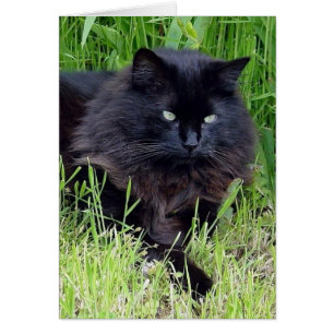 Chat noir moelleux cheveux longs félin regal fier