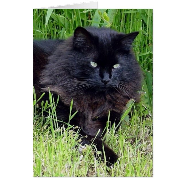 Chat noir moelleux cheveux longs félin regal fier (Devant)