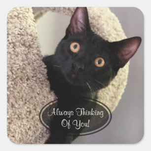 Chat noir pensant à vous autocollants