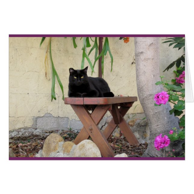 Chat noir sur le banc avec les géraniums roses (Devant horizontal)