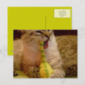 Chat obtient dinosaure Carte postale (Devant / Derrière)