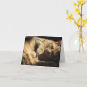 Chat orange dans les cartes de note de soleil (Fleur jaune)