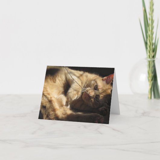 Chat orange dans les cartes de note de soleil (Devant)