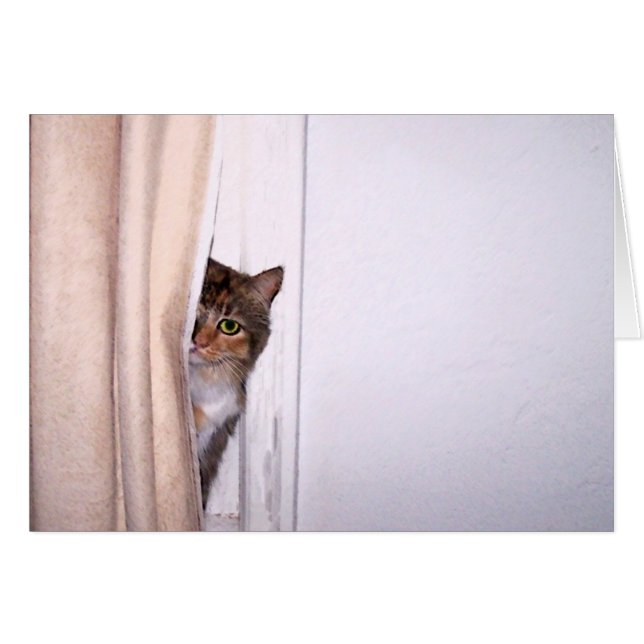 Chat Peek-a-Boo (Devant horizontal)