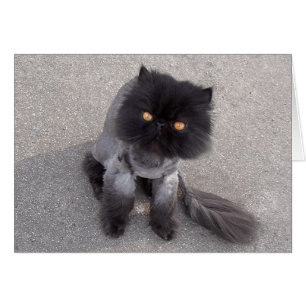 Chat perse