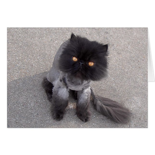 Chat perse (Devant horizontal)