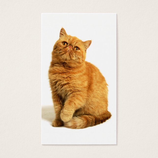 Chat perse (Devant)