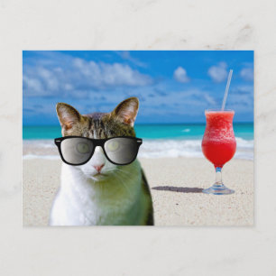 CHAT PORTANT DES LUNETTES DE SOLEIL SUR LES CARTES
