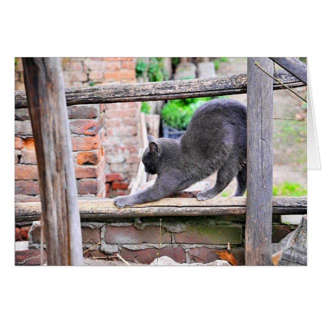 Chat qui s'étire (Devant horizontal)