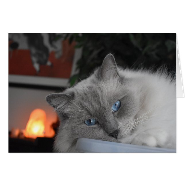 Chat Ragdoll (Devant horizontal)
