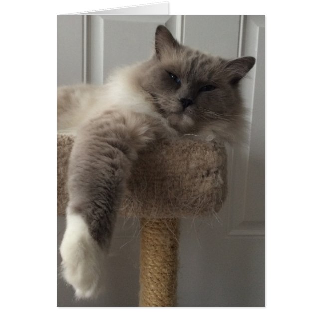 Chat Ragdoll (Devant)