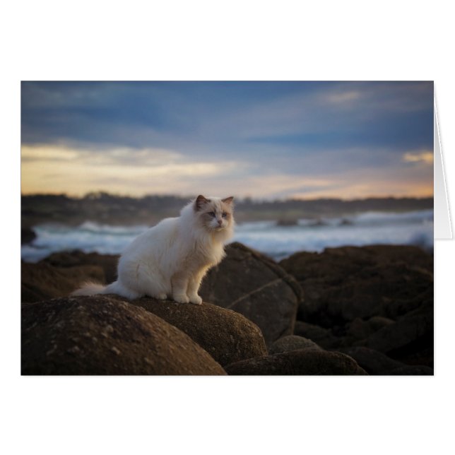 Chat Ragdoll À La Plage (Devant horizontal)