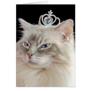 Chat Ragdoll Anniversaire avec couronne bijoux