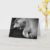 Chat Ragdoll / Noir, carte (Fleur jaune)
