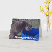 Chat recherchant une carte de gâteau (Fleur jaune)