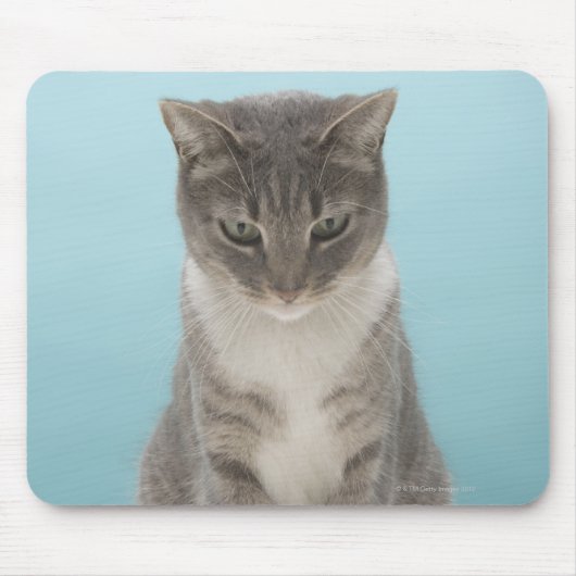 Chat regardant la souris de jouets sur le tapis (Devant)