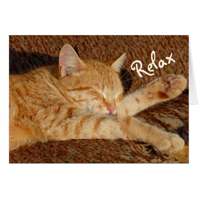 Chat relaxant (Devant horizontal)