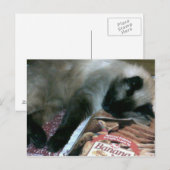 Chat Reposé Sur Carte Postale Du Livre De Cuisine (Devant / Derrière)