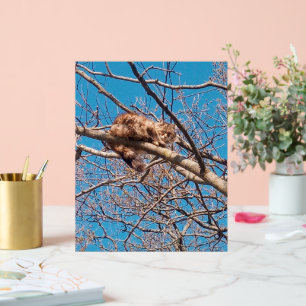 Chat Sauvage Lucy dans l'Arbre Amateur de Chats