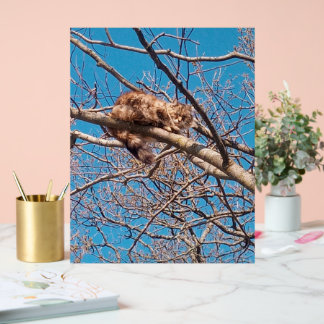 Chat Sauvage Lucy dans l'Arbre Amateur de Chats