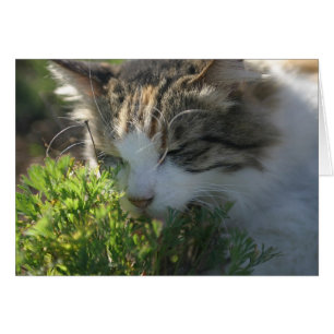 Chat sent un Plante