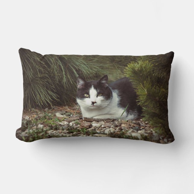 Chat Shorthair - Coussin (Recto)