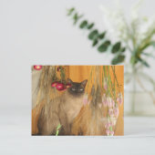 Chat Siamais Poster Photo Animal Carte Postale #3 (Debout devant)