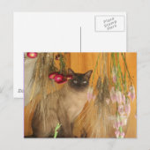Chat Siamais Poster Photo Animal Carte Postale #3 (Devant / Derrière)