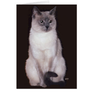 Chat siamois