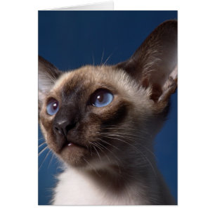 Chat siamois avec des yeux bleus