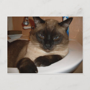 Chat siamois dans la carte postale de Sink