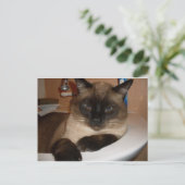 Chat siamois dans l'évier Carte postale (Debout devant)