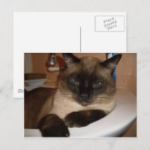 Chat siamois dans l'évier Carte postale (Devant / Derrière)