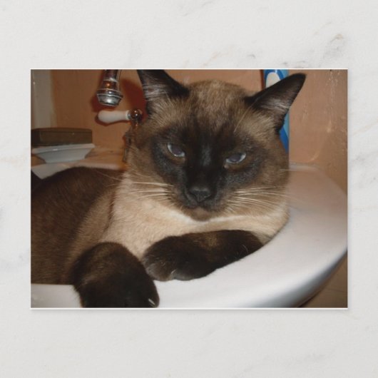 Chat siamois dans l'évier Carte postale (Devant)
