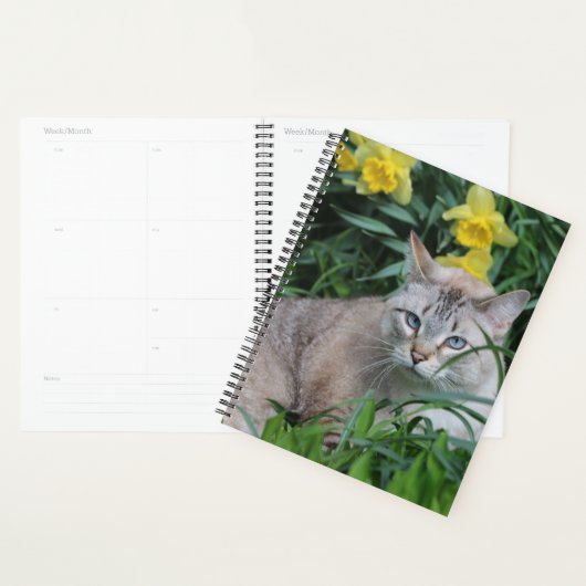 Chat siamois Lynx Point (Devant avec enveloppe)