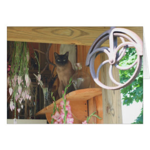 Chat siamois posant la carte #2 de photographie