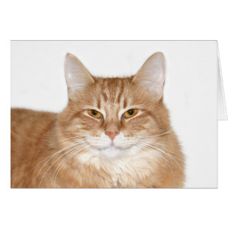 Chat souriant