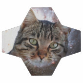 Chat spatial (Plat)